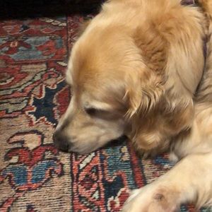 Meet your Posher, Caroline